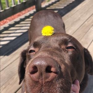 Meet your Posher, Noah